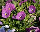 Viola cornuta, violet