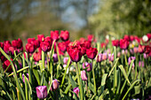 Tulipa 'Braveheart'