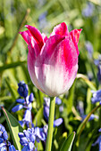 Tulipa, pink-white