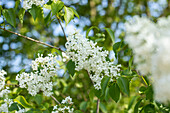 Syringa hyacinthiflora 'Sister Justena'