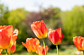 Tulipa, orange