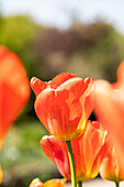 Tulipa, orange