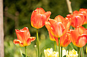 Tulipa, orange