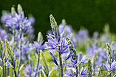 Camassia leichtlinii, blau