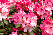 Rhododendron yakushimanum, rosa