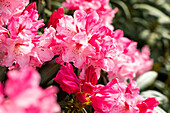 Rhododendron yakushimanum, pink