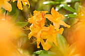 Rhododendron 'Hollandia'