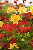 Rhododendron molle 'Yellow Prince'