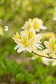 Rhododendron luteum, yellow