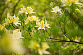 Rhododendron luteum, gelb