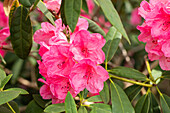 Rhododendron 'Rijneveld'