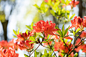 Rhododendron luteum 'Mathilde'