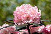 Rhododendron yakushimanum 'White Cloud'