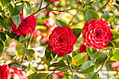 Camellia japonica, red