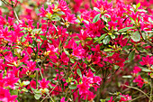 Rhododendron obtusum, pink