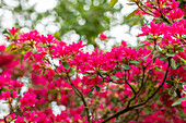 Rhododendron obtusum, pink