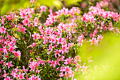 Rhododendron obtusum, pink