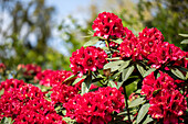 Rhododendron, red