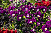 Viola cornuta