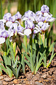 Iris barbata-media 'Libellula'