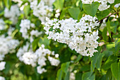 Syringa hyacinthiflora 'Sister Justena'