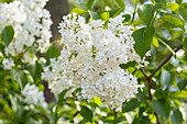 Syringa hyacinthiflora 'Sister Justena'