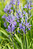 Camassia leichtlinii 'Caerulea'