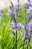 Camassia leichtlinii 'Caerulea'