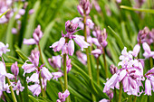 Hyacinthoides hispanica, pink
