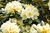 Rhododendron yakushimanum 'Lucinda'