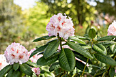 Rhododendron 'Simona'