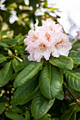 Rhododendron 'Simona'