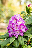 Rhododendron 'Peter van Noordt'