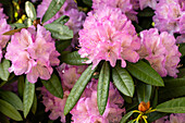 Rhododendron 'Prof. Dr Drude'