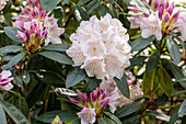 Rhododendron 'Jewess'