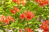 Rhododendron rustica 'Freya'