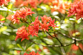 Rhododendron rustica 'Freya'