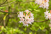 Rhododendron mixtum 'Ariadne'