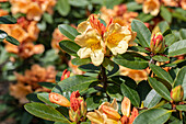 Rhododendron 'Moon Fire'®