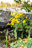 Caltha palustris