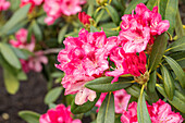 Rhododendron yakushimanum 'Sneezy'