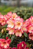 Rhododendron yakushimanum 'Barbarella'