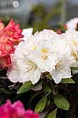 Rhododendron yakushimanum 'Ken Janeck'