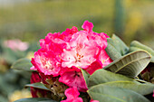 Rhododendron yakushimanum 'Morgenrot'