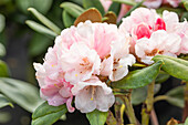 Rhododendron yakushimanum 'Wanna Bee'