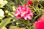 Rhododendron yakushimanum 'Tina Heinje Variegata'