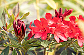 Rhododendron 'Manderley'