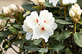 Rhododendron 'Schneespiegel'®