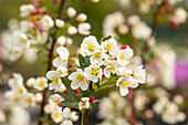 Malus sargentii 'Tina'