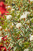 Rhododendron groenlandicum